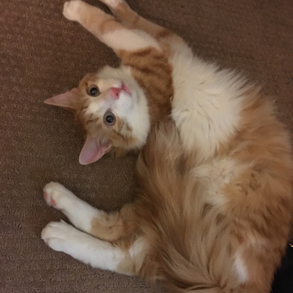 Meet your Posher, Meitra - Picture 4 of 7